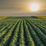 Soybean Field