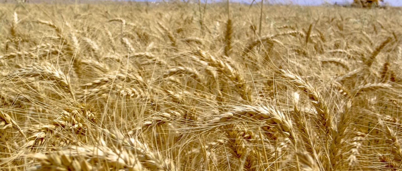 Wheat crop