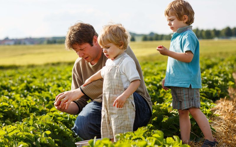 Young man and his two sons on organic strawberry farm in summer, picking berries