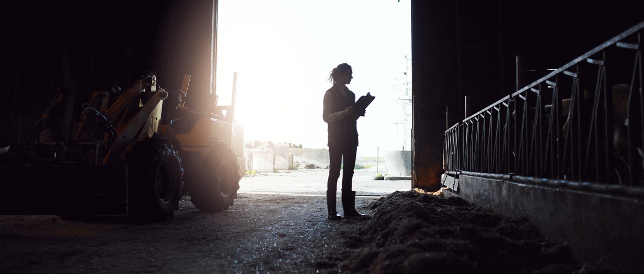 Early morning rounds on the farm