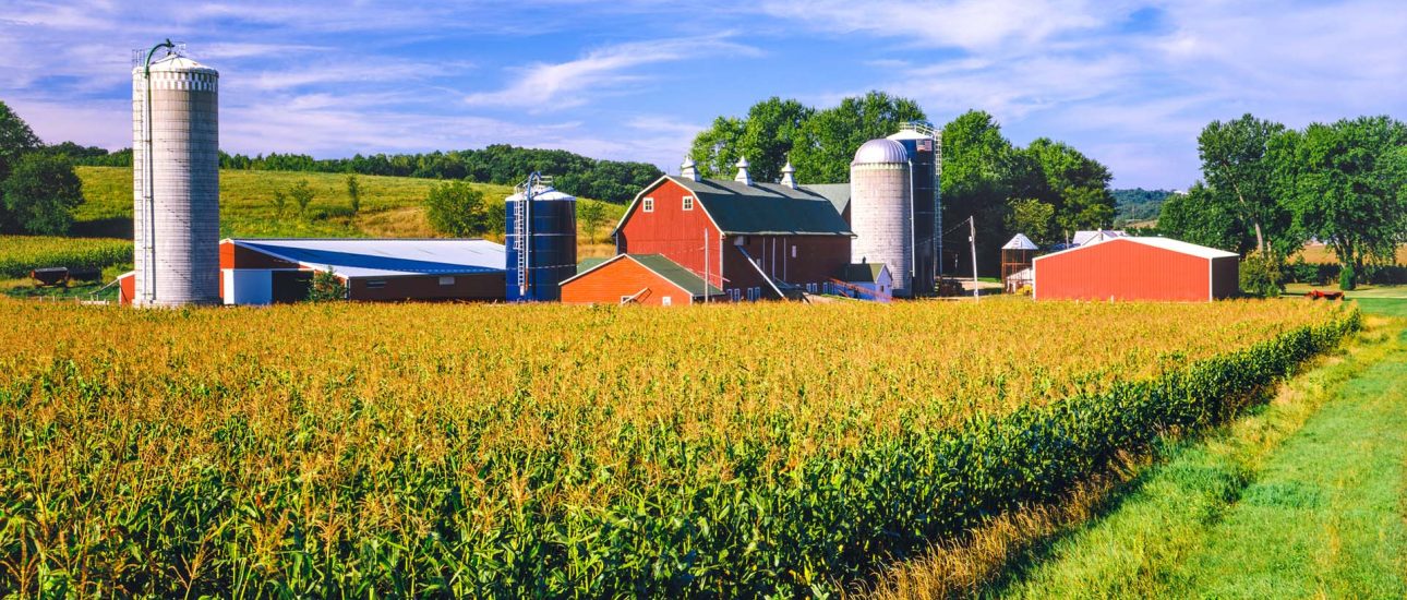 Corn crop and Iowa farm at harvest time