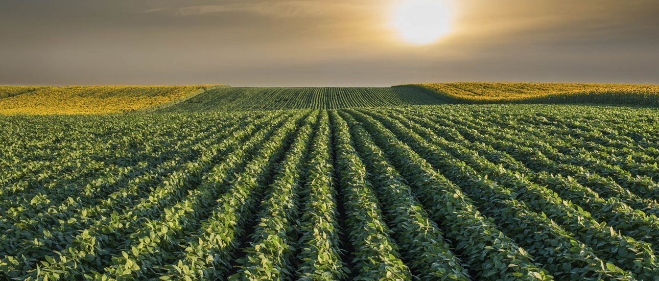 Soybean Field Rows in sunset