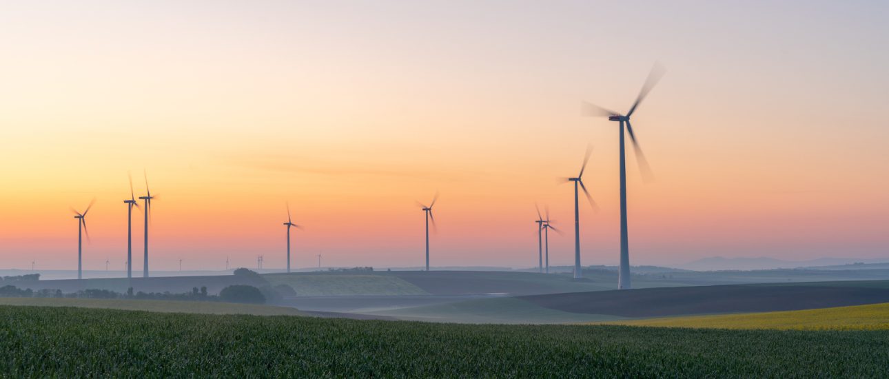 Young wheat in field and wind turbines at sunrise