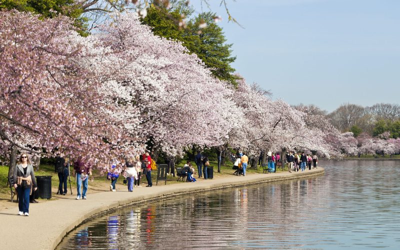 Cherry Blossom Festival In Washington DC
